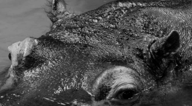 Die wunderbare Brennweiten Verdopplung TC-20E