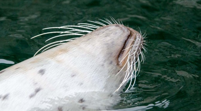 Tierfotografie leicht gemacht