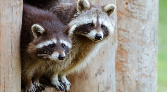 Zoofotografie oder Tierfotos im Zoo