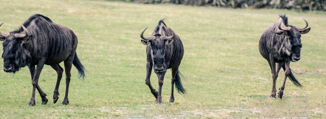 Tierfotos im Regen im Serengeti Park Hodenhagen