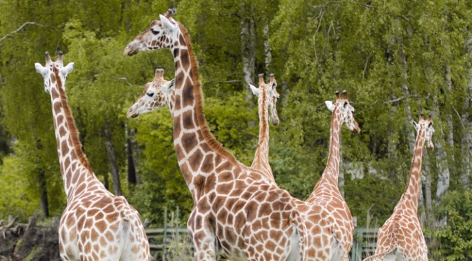 Kurztrip in den Norden, Serengeti Park Hodenhagen