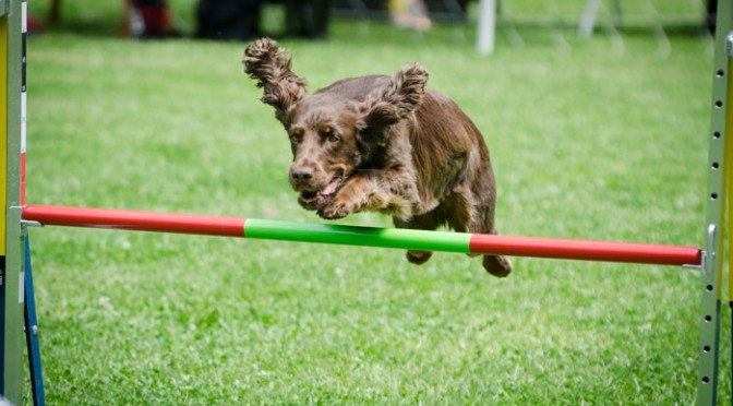 Agility Turnier „Spargel-Cup“ in Dudenhofen